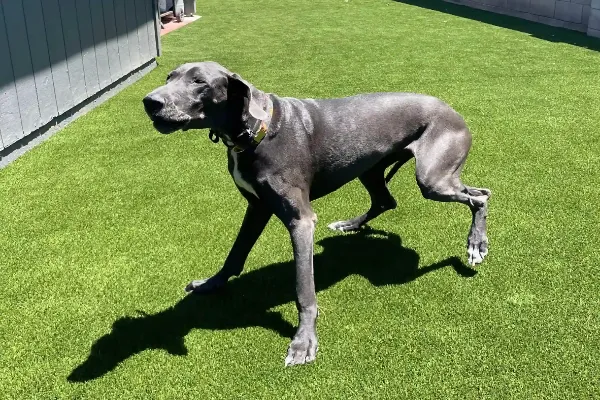 A large gray dog with a collar strolls on sunlit pet-safe artificial grass, casting a shadow. The background includes the side of a building and a fence.