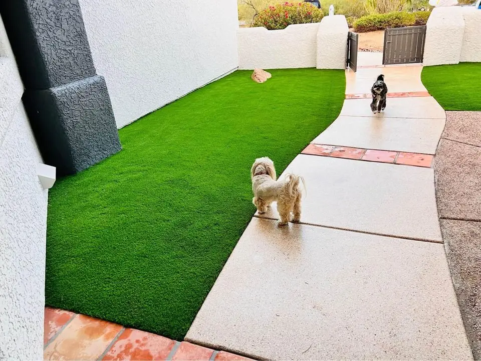 Two small dogs stroll on a sidewalk beside lush artificial grass in a backyard. The path is bordered by white walls and leads to a black gate. One dog sniffs the synthetic lawn, installed by Scottsdale's finest turf installers, while the other looks towards the camera.